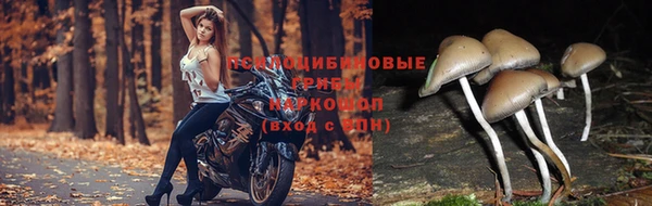 сатива Пестово